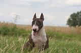 BULL TERRIER MINIATURE 003
